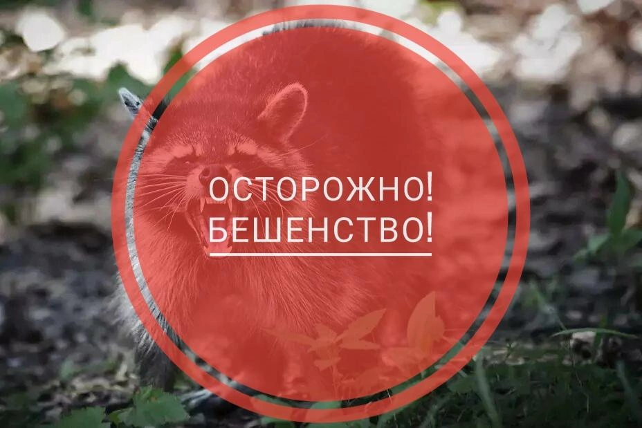 В Пустошкинском районе введен карантин по бешенству..