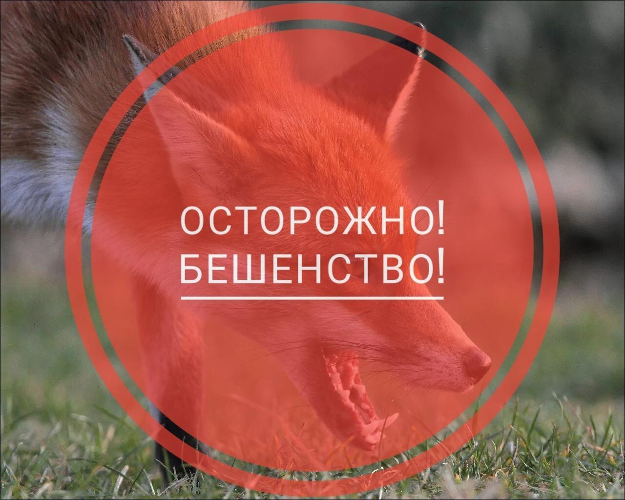 На территории Пустошкинского района выявлено бешенство.