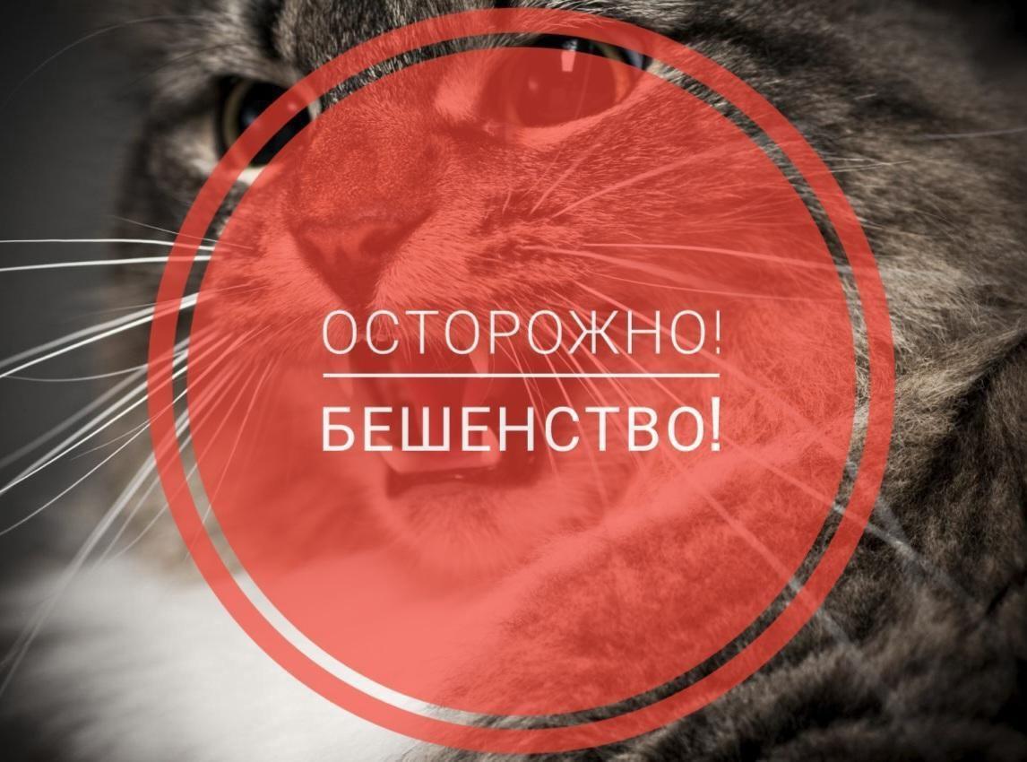 Карантин по бешенству.