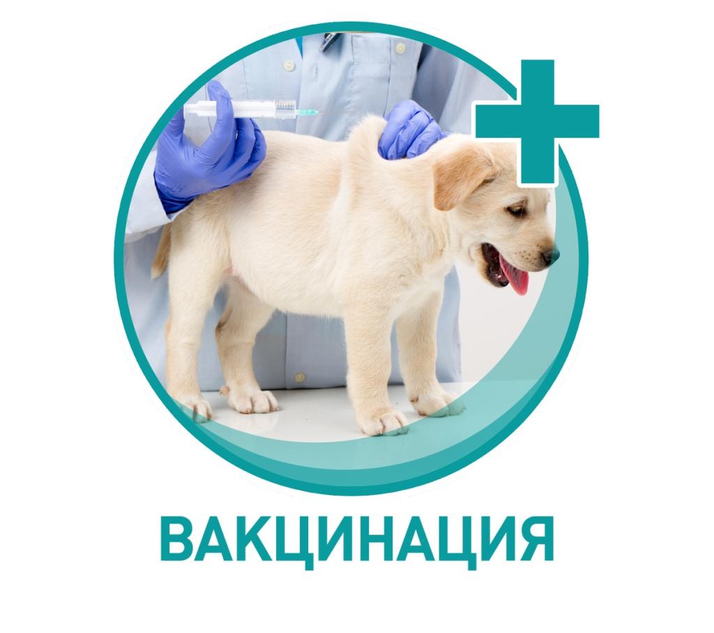 Проведение вакцинации.