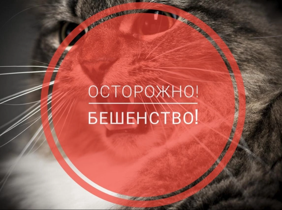 В городе Пустошке введен карантин по бешенству..
