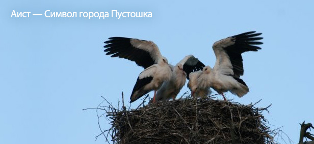 Укажите название.